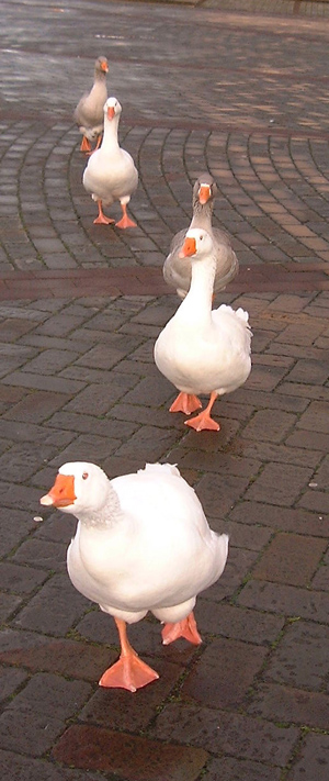 Barney the goose and his harbourside gang!